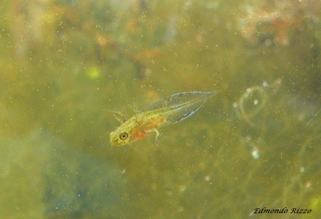 Aiuto identificazione-Lissotriton vulgaris,Triturus carnifex